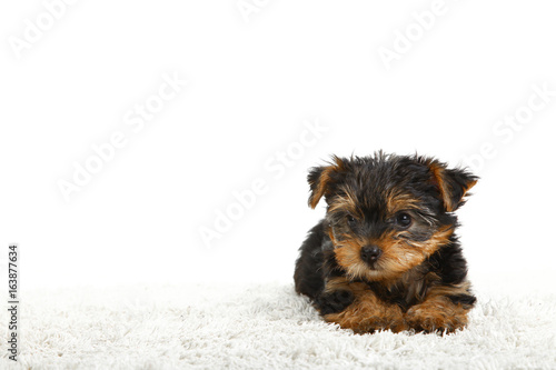 Fototapeta Naklejka Na Ścianę i Meble -  Puppy Yorkshire Terrier
