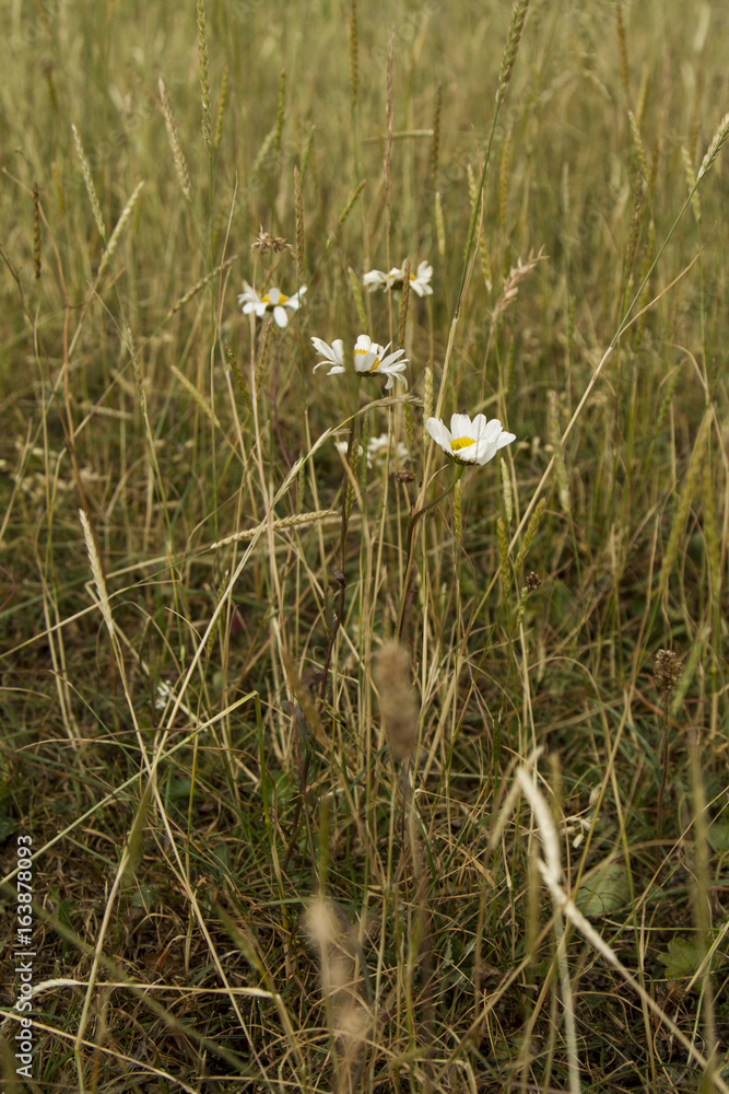 Macro Shot (Close-Up) of wild english (common) daisy in willow on a mountain; Unterberg/Austria/Europe Macro Shot (Close-Up) of wild english (common) daisy in willow on a mountain; Unterberg/Austria/Europe