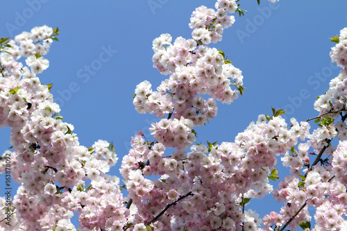 Cherry tree in full blossom, Munich, Germany