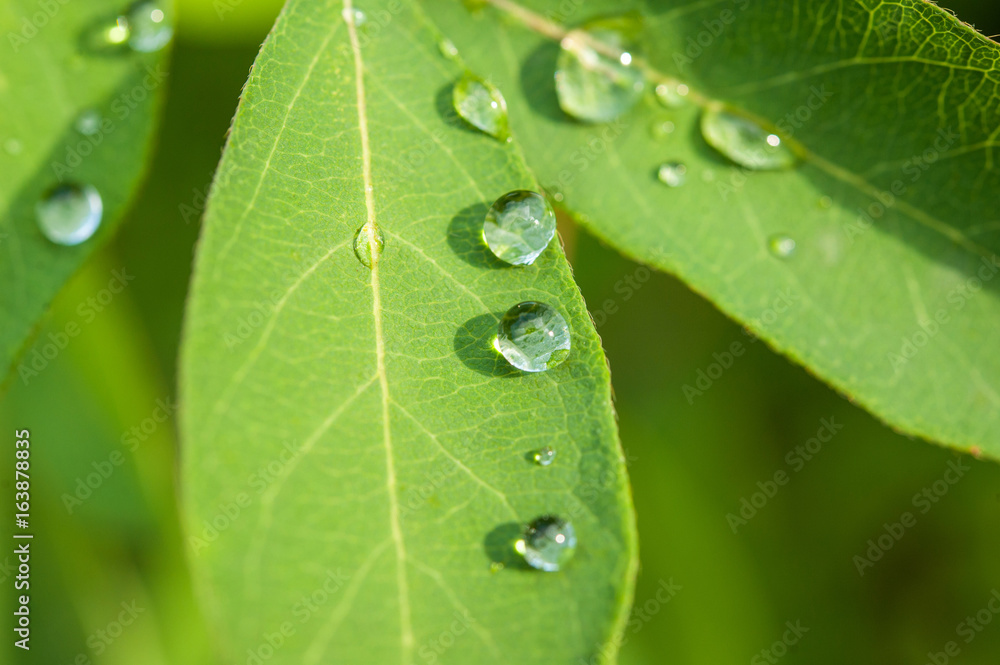 morning dew or rain on the fresh green leaves in the garden close-up morning dew or rain on the fresh green leaves in the garden close-up