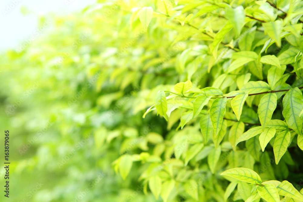 Soft focus to The green soft leaves Soft focus to The green soft leaves