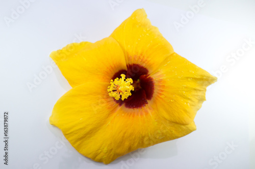 Close up of Yellow Hibiscus rosa Flower isolated