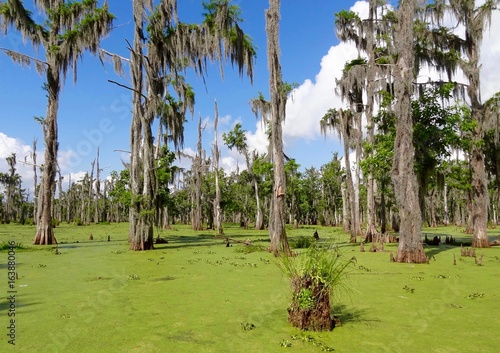 bayou en louisiane