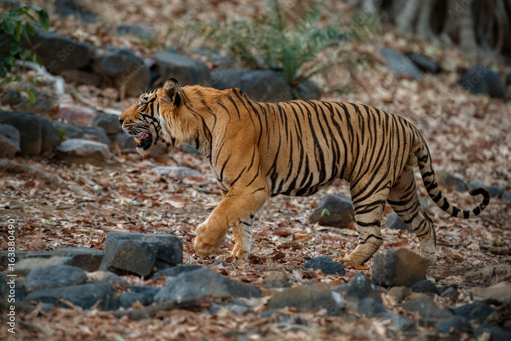 Giant tiger male in the dry forest area. Tiger in the nature habitat.  Wildlife scene with danger animal. Hot summer in Rajasthan, India. Dry  trees with beautiful indian tiger, Panthera tigris Stock