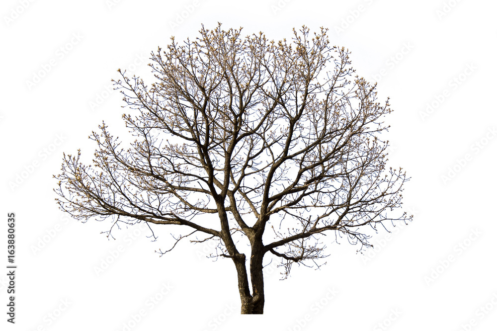 Obraz premium Dead tree isolated with white background