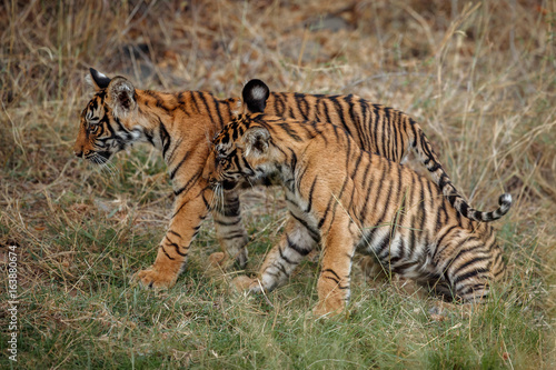 Cute tiger cubs near the mother. Tigers in the nature habitat. Wildlife scene with danger animal. Hot summer in Rajasthan, India. Dry trees with beautiful indian tiger, Panthera tigris