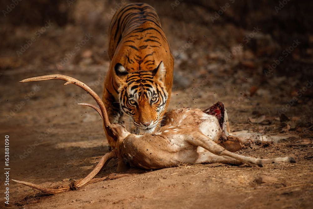 Naklejka premium Nice tiger female next to his dead prey. Tiger in the nature habitat. Wildlife scene with danger animal. Hot summer in Rajasthan, India. Dry trees with beautiful indian tiger, Panthera tigris