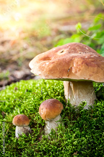 Boletus mushroom on moss in the forest in summer