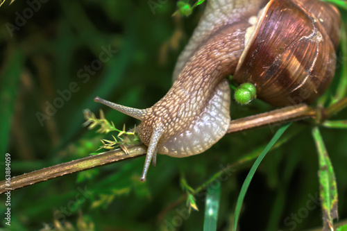 Closeup of a snail on a branch