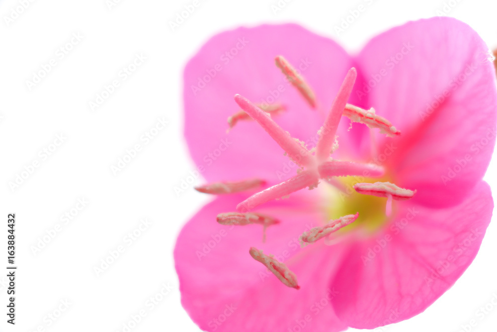 花 白バック アカバナユウゲショウ Stock Photo Adobe Stock
