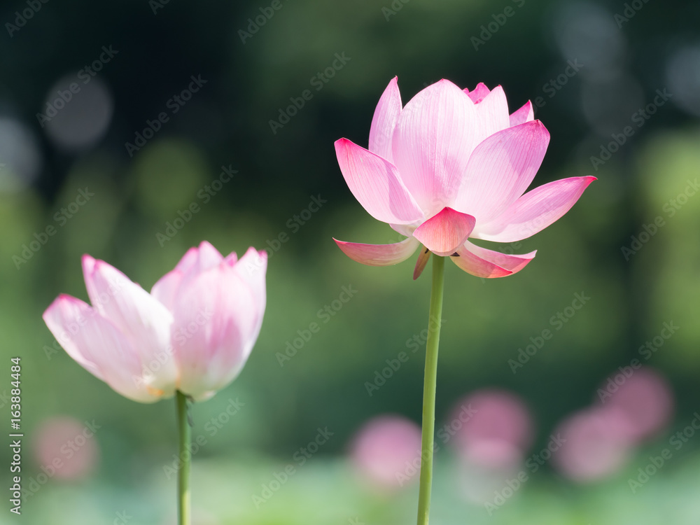 美しい蓮の花 美しい蓮の花