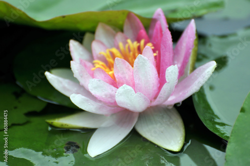 pink water lily