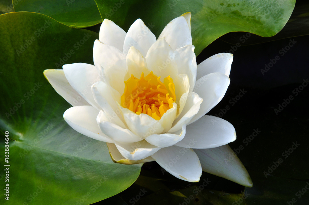 white water lily white water lily