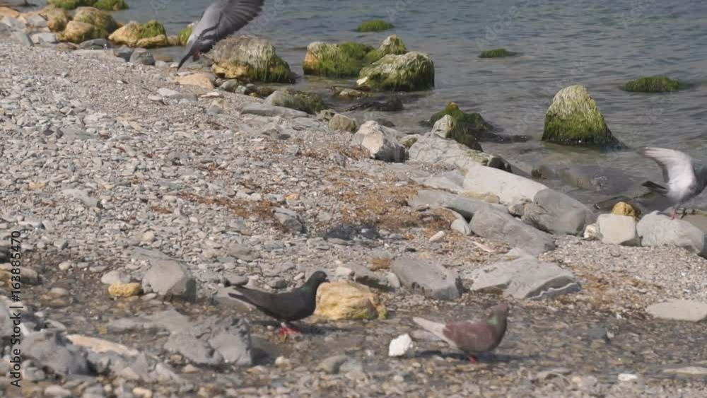 pigeons and seagulls flying on the sea