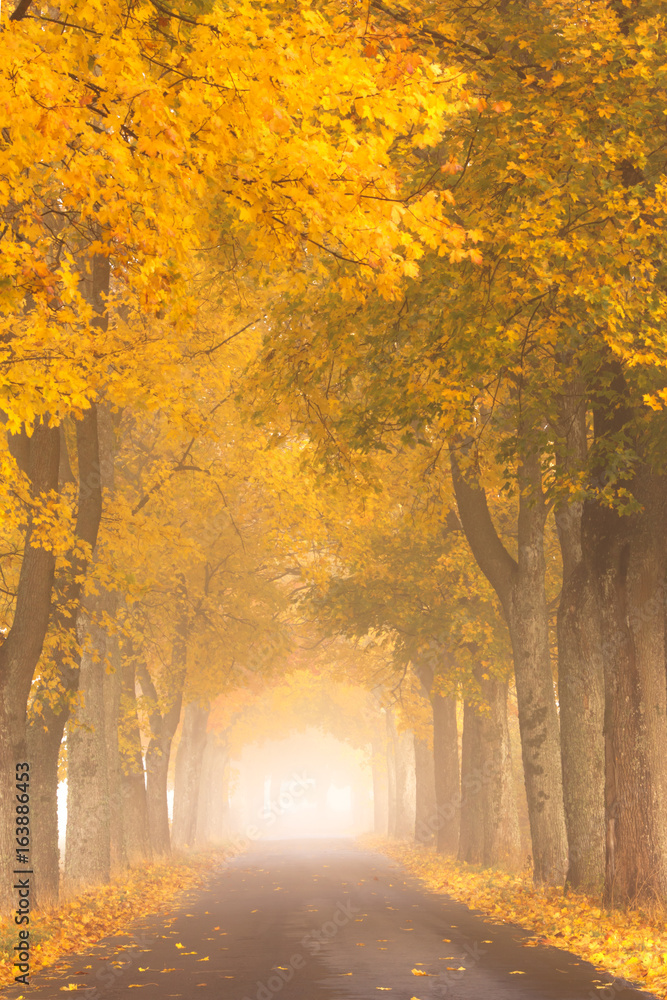 Autumn Road. /Kashubia, Poland  - obrazy, fototapety, plakaty 