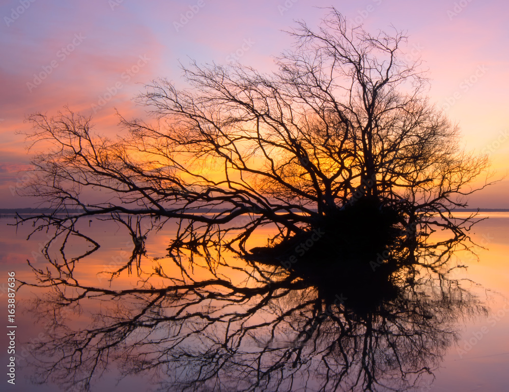 Dead tree and  sun and sea and sky