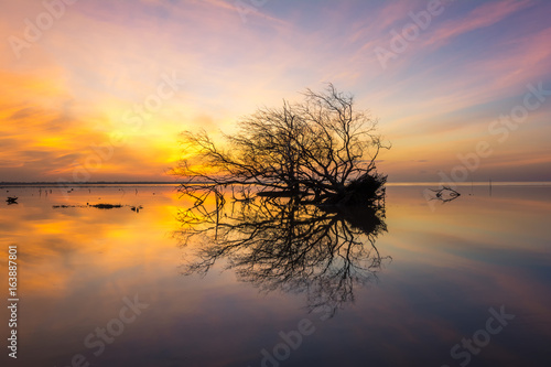 Dead tree and  sun and sea and sky