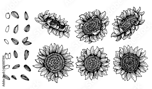 Set of Graphic sunflower and sunflower seeds