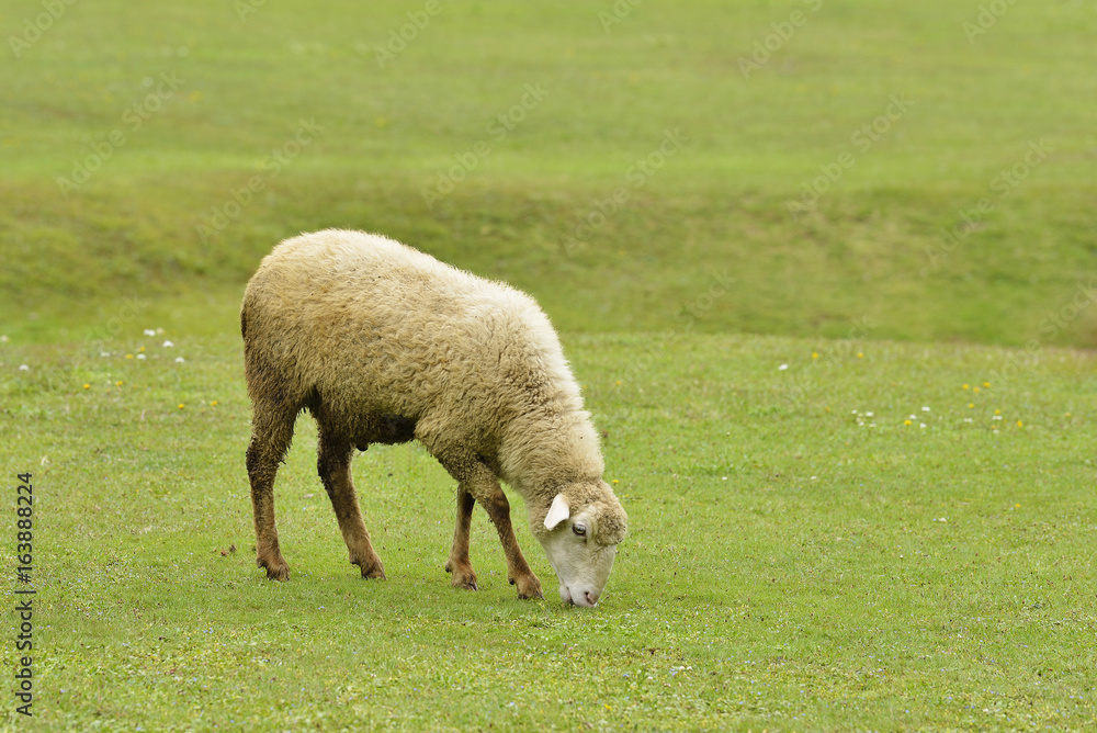 Obraz premium Himalayan Sheep Grazing 