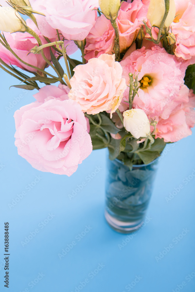 Close-up view of beautiful blooming pink flowers in vase isolated on blue Close-up view of beautiful blooming pink flowers in vase isolated on blue