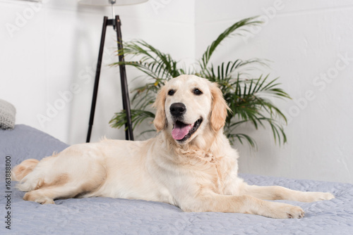 Fototapeta Naklejka Na Ścianę i Meble -  fluffy golden retriever dog lying on bed at home
