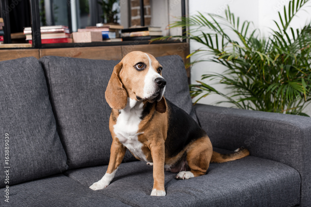 cute beagle dog sitting on grey sofa at home