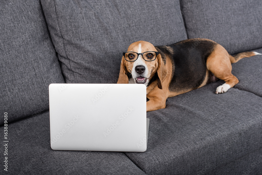 funny beagle dog in eyeglasses looking at laptop while lying on sofa