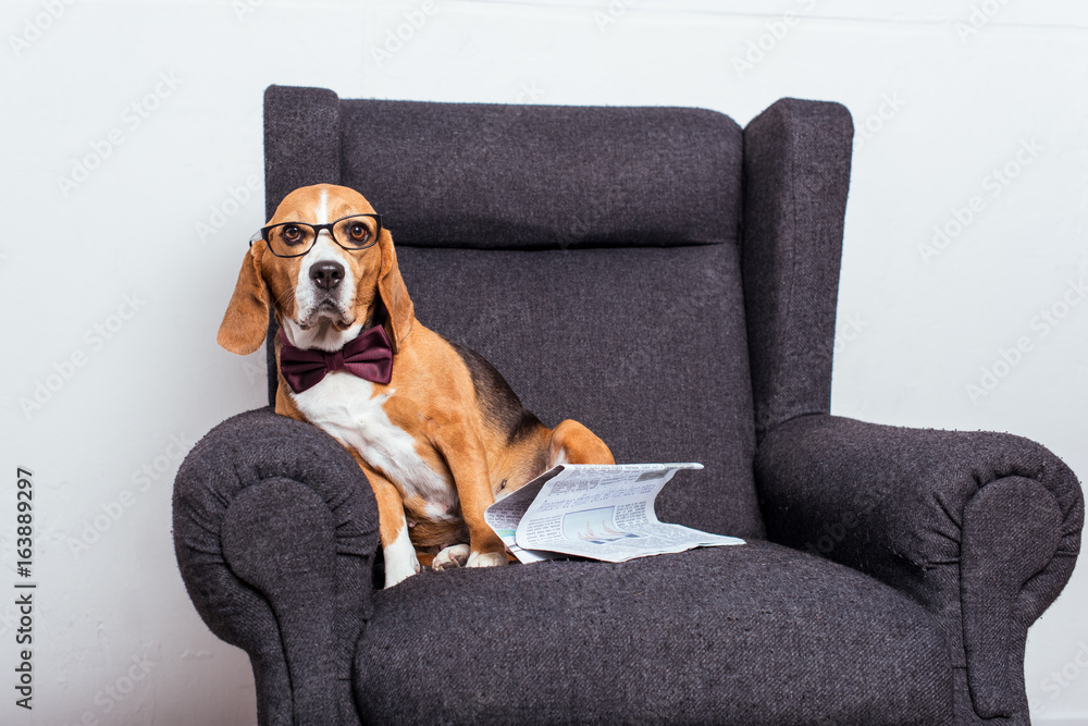 beagle dog in eyeglasses and bow tie sitting on grey armchair with newspaper