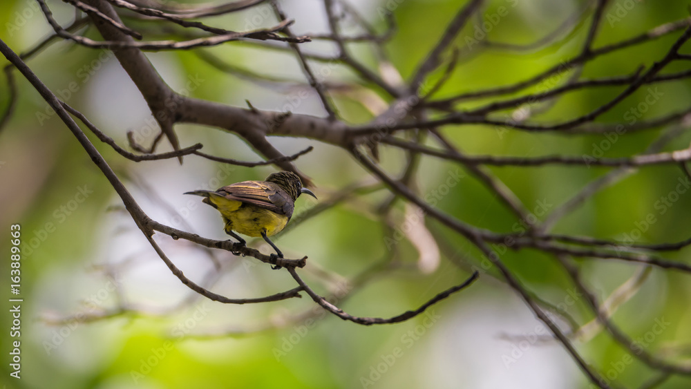 Bird (Olive-backed sunbird) on a tree Bird (Olive-backed sunbird) on a tree