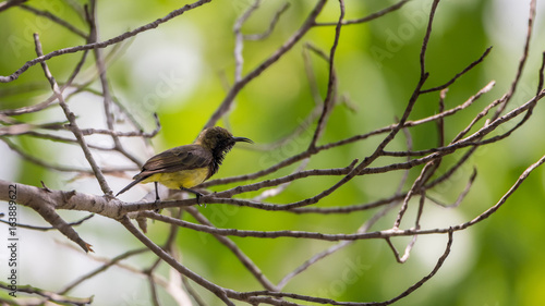 Bird (Olive-backed sunbird) on a tree