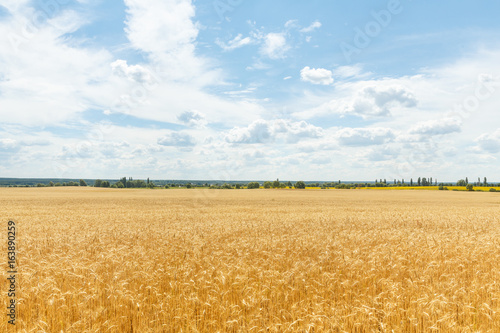 Ripe wheat ears on a farm  field