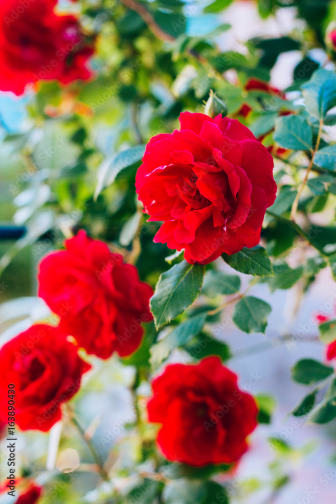 Red rose bush, in the garden, buds, flowers Red rose bush, in the garden, buds, flowers