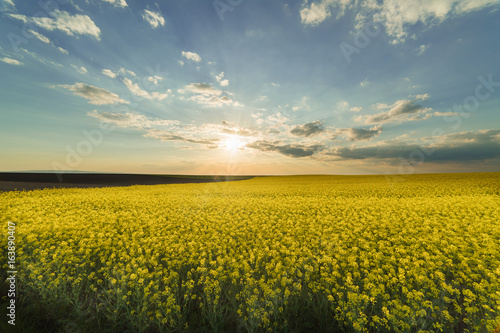 Fotografie Yellow oilseed rape field under the blue bright  sky