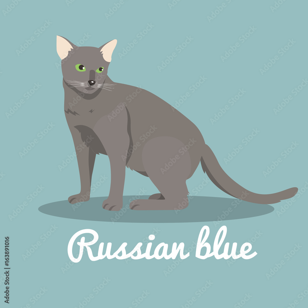 Russian blue cat on sky blue background.vector