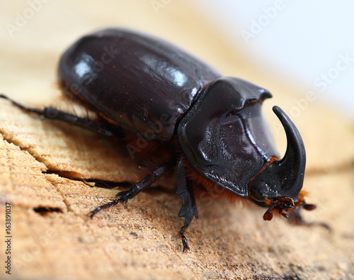 The big beetle Oryctes nasicornis