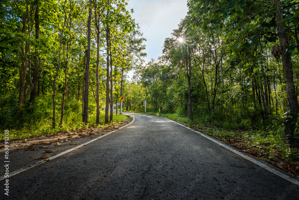 road in forest