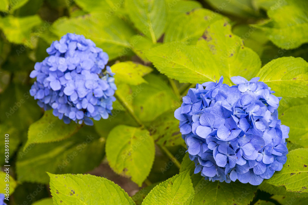 The hydrangea garden near the Great Buddha of Ushiku, Ibaraki prefecture, Japan The hydrangea garden near the Great Buddha of Ushiku, Ibaraki prefecture, Japan