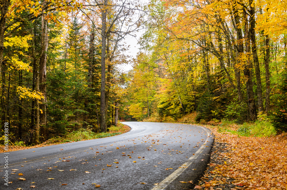 Fototapeta premium Curving Forest Road in Autumn. The Road is Dotted with Fallen Autumn Leaves.