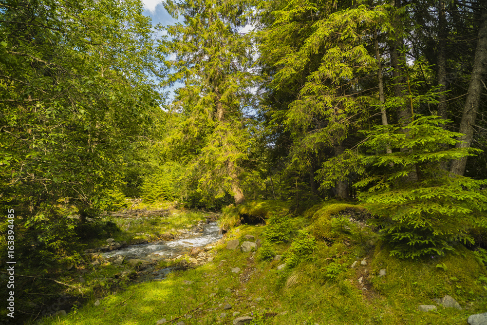 Fototapeta premium Beautiful scenery with a mountain river in a wild place