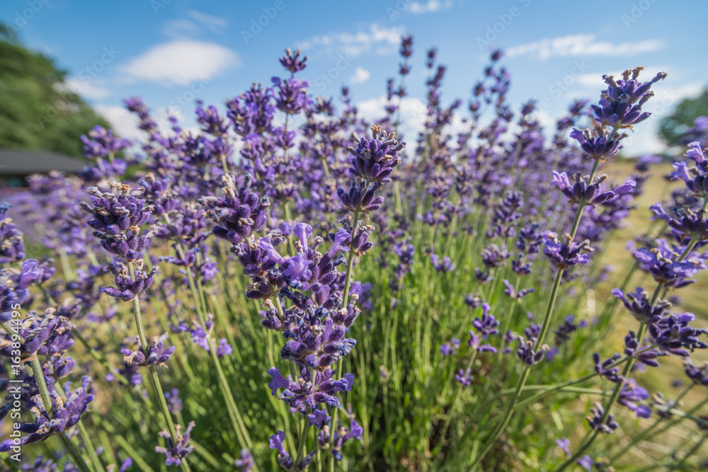 Obraz premium Detail of lavender field