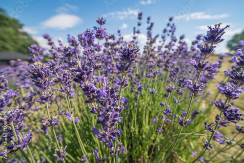 Detail of lavender field