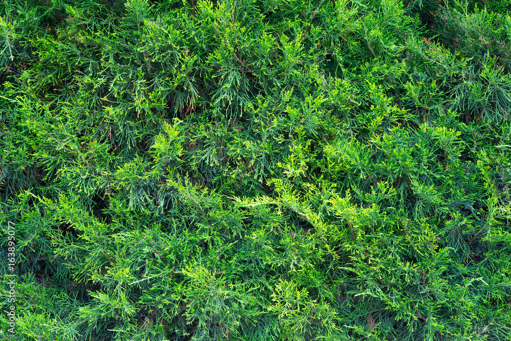 Pine hedge texture background Pine hedge texture background