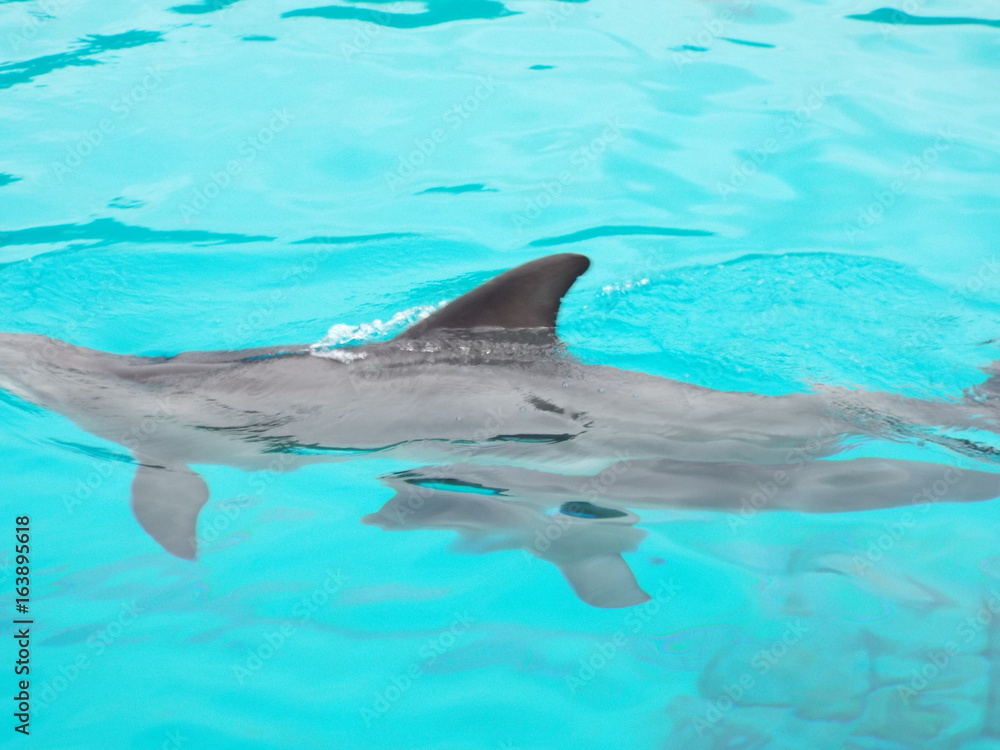 Fototapeta premium PLANETE SAUVAGE