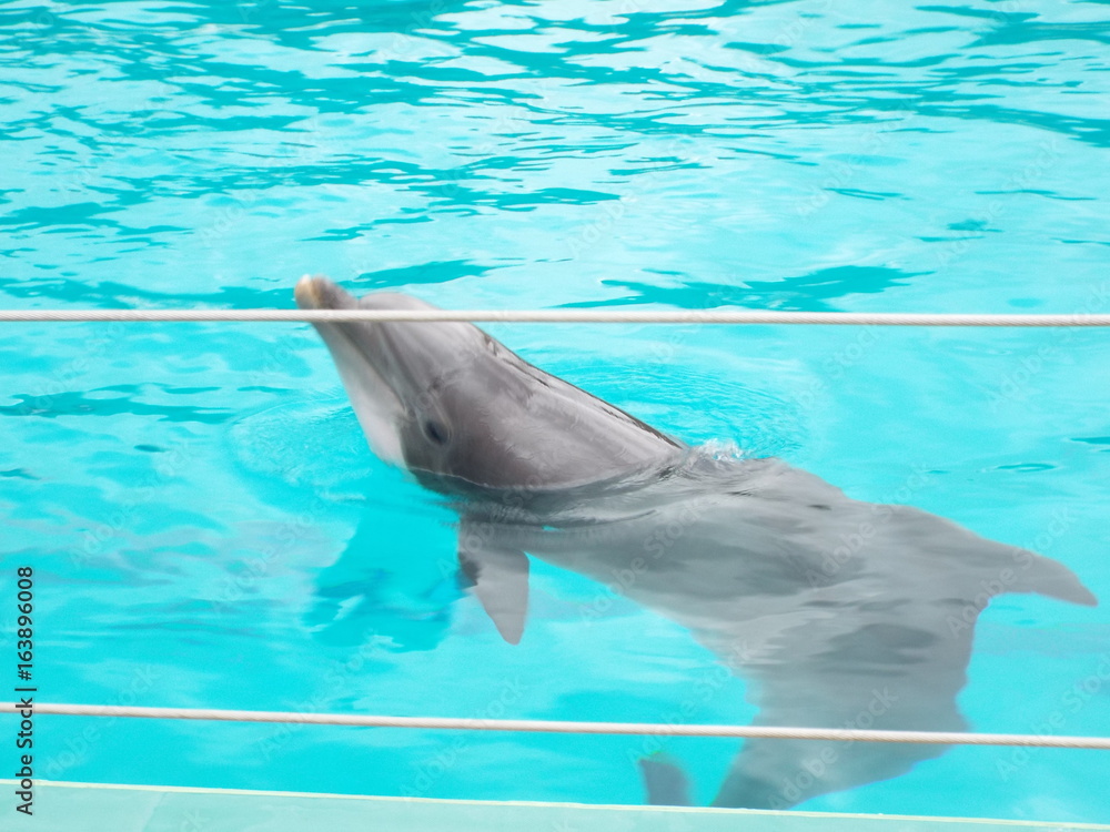 Fototapeta premium PLANETE SAUVAGE