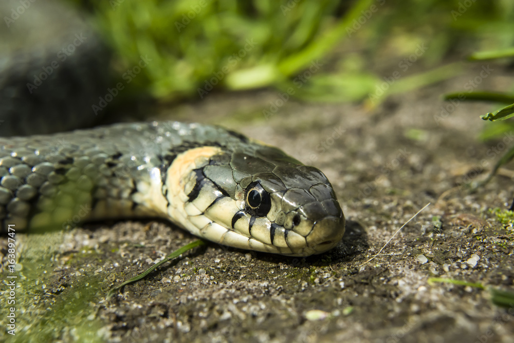 Snake and its head Snake and its head