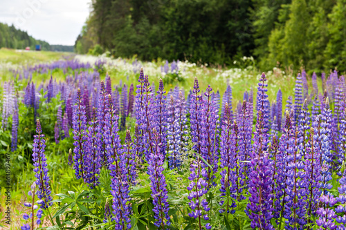 Flowering lupine roadside on the north of Russia