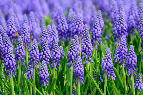 Background: Purple Flowers