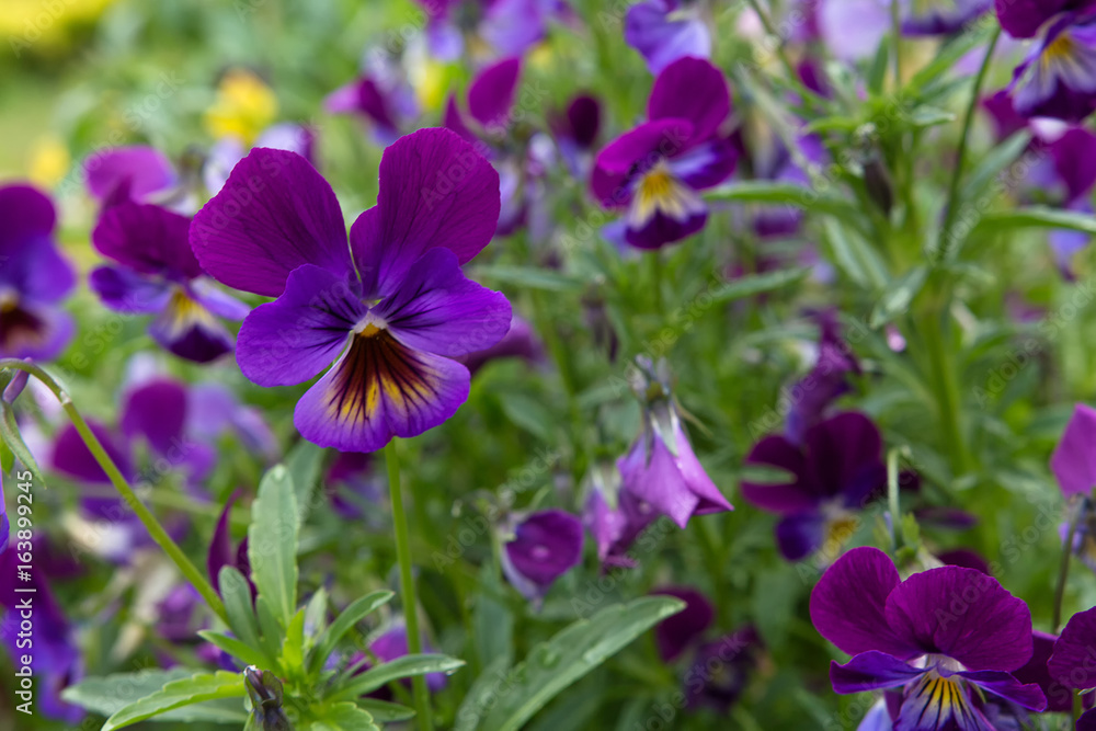 Colorful flowers violet pansy