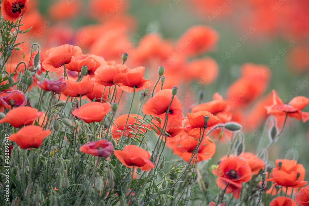 Obraz premium Spring field with wild poppies