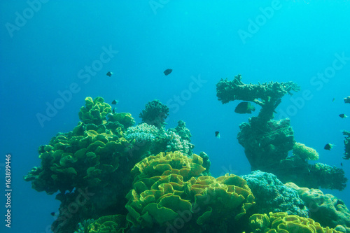 Fragment of colorful coral reef